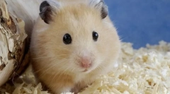 Hamster je pobjegao! Kako uhvatiti bjeguncu?